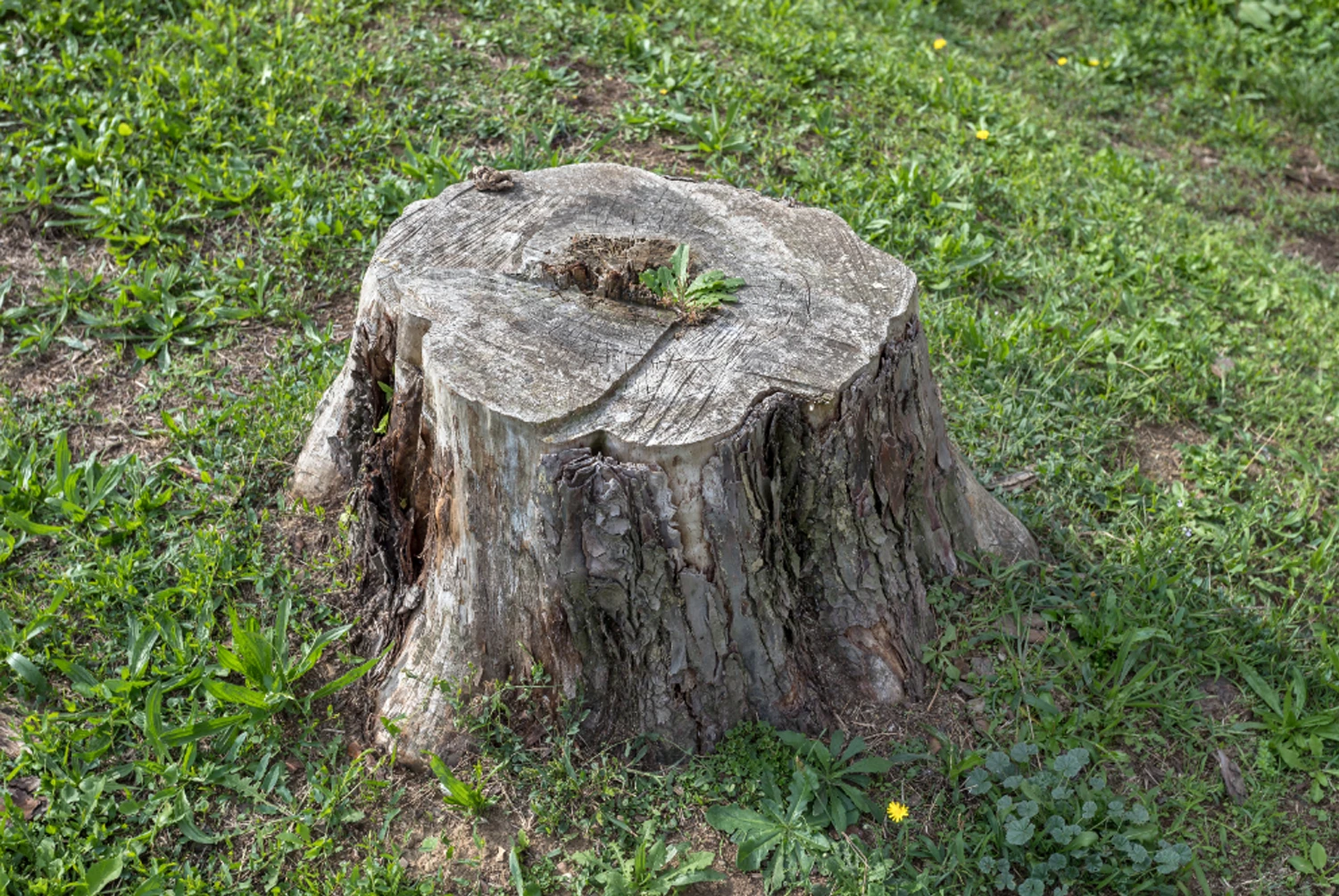 Dessouchage - Klein Elagage Maine-et-Loire