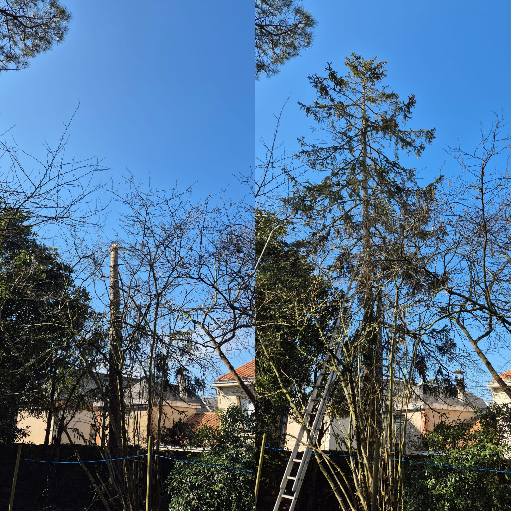 Réalisation élagage Klein Elagage - Photo 1